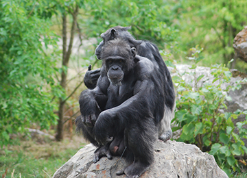 Deux chimpanzés sur une pierre au zoo Le PAL