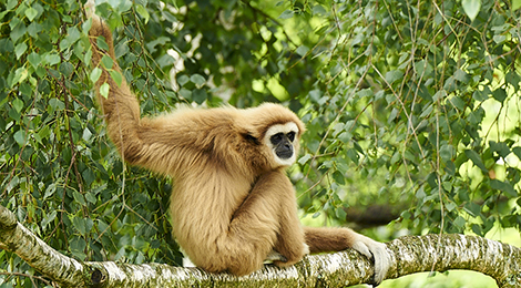 Gibbon à mains blanches