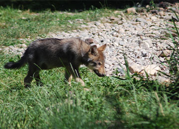 Un petit louveteau qui marche dans l'herbe au parc animalier Le PAL