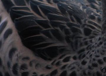 gros plan sur les plumes d'un Pilet des Bahamas au zoo Le PAL