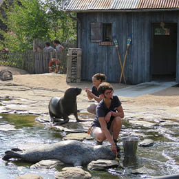 Un phoque et une otarie au parc animalier Le PAL