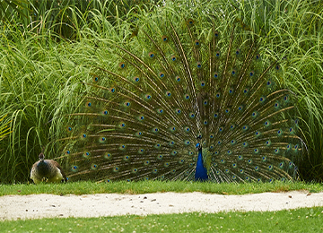 Un paon bleu faisant la roue avec ses plumes au parc animalier Le PAL