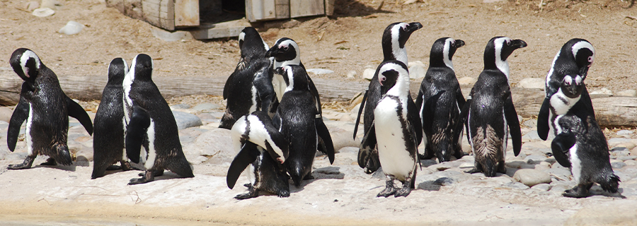 Un groupe de Manchots du Cap  au parc animalier Le PAL