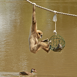 Gibbon à mains blanches suspendu à une corde au parc animalier Le PAL dans l'Allier