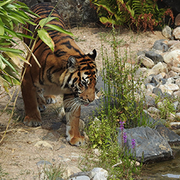 Un tigre s'approchant de l'eau au zoo Le PAL