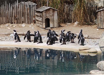 Manchots au parc animalier Le PAL