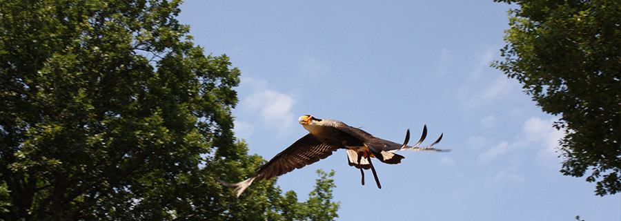 Un Caracara huppé en plein vol au zoo Le PAL dans l'Allier