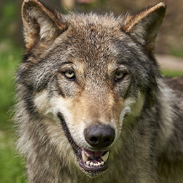 La tête d'un loup au zoo Le PAL