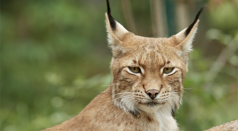 Lynx boréal