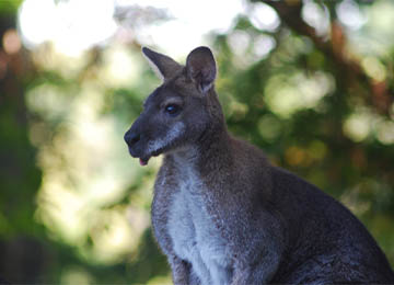Gros plan sur un wallaby de Bennett au parc animalier Le PAL