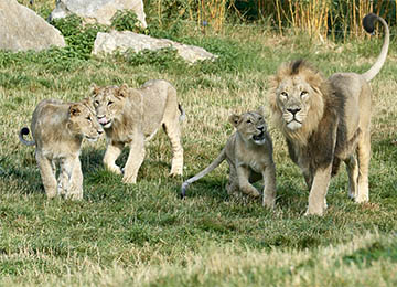 Lions d'Asie en groupe au parc animalier Le PAL au cœur de l'Allier