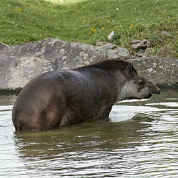 Un tapir sortant de l'eau au parc animalier Le PAL