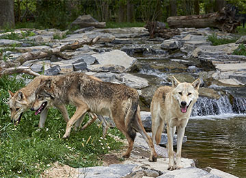 Trois loups au parc animalier Le PAL
