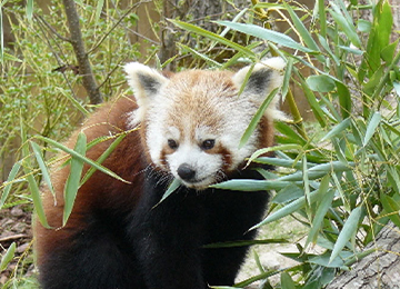 Un panda roux dans les feuillages au parc animalier Le PAL