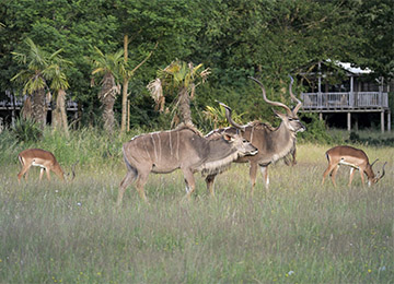 Groupe de Nyalas près des lodges au zoo Le PAL