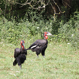 Deux Calaos terrestres de Leadbeater marchant dans l'herbe au parc animalier Le PAL