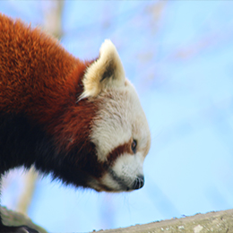 Un panda roux de profil au zoo Le PAL