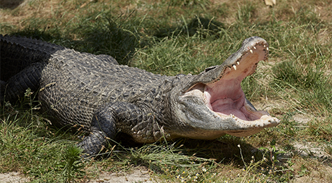 Alligator du Mississippi