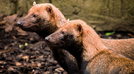 Bush dog