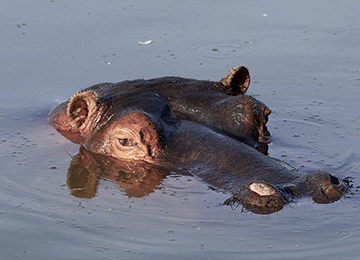 Un hippopotame sortant la tête de l'eau au zoo Le PAL