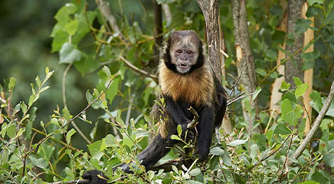 Golden-bellied capuchin