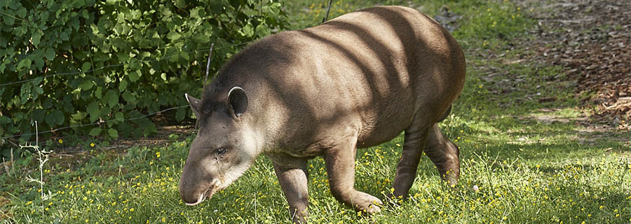 Un tapir dans l'herbe au parc animalier Le PAL