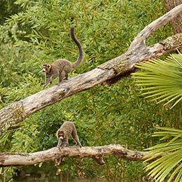 Deux Lémurs à collier blanc perchés dans un arbre au parc animalier Le PAL dans l'Allier