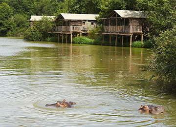 Vue des hippopotames dans le lac africain du parc Le PAL