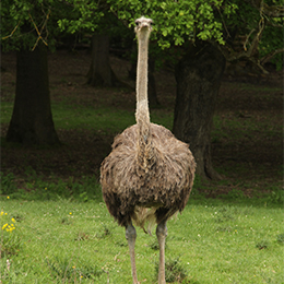 Un autruche marchant dans l'herbe au zoo Le PAL dans l'Allier