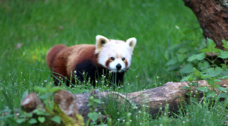 Red panda