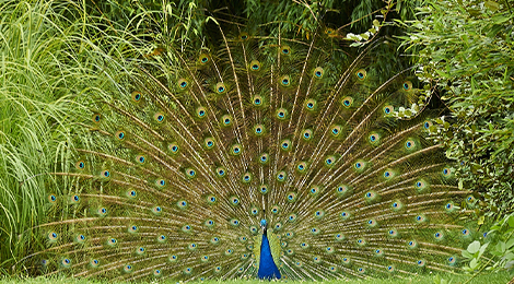 Blue peafowl