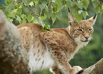 Lynx d'Europe dans un arbre, au zoo Le PAL en Auvergne