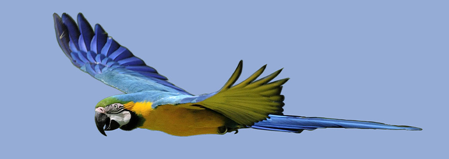 Un ara bleu en plein vol au parc animalier Le PAL