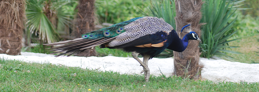 Un paon bleu de profil près des palmiers au parc zoologique Le PAL