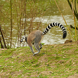 Un Maki Catta sautant dans l'herbe au parc animalier Le PAL en Auvergne