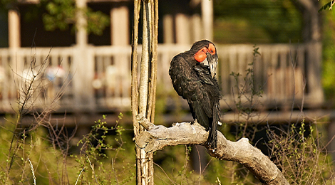 Southern ground hornbill