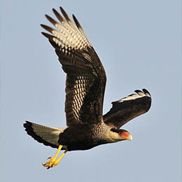 Un Caracara huppé en plein vol au parc animalier Le PAL