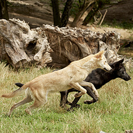 Deux loups qui courent au zoo Le PAL