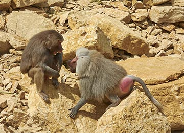 Deux Hamadryas sur des rochers au parc animalier Le PAL en Auvergne
