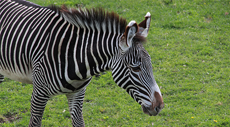 Animaux du Zoo le PAL : Animaux du parc d'attractions zoologique le PAL