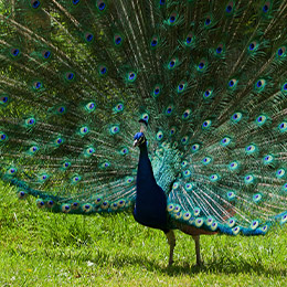 Un paon bleu qui fait la roue avec ses plumes au zoo Le PAL
