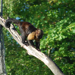 Un Capucin à poitrine jaune descendant d'un arbre au parc animalier Le PAL