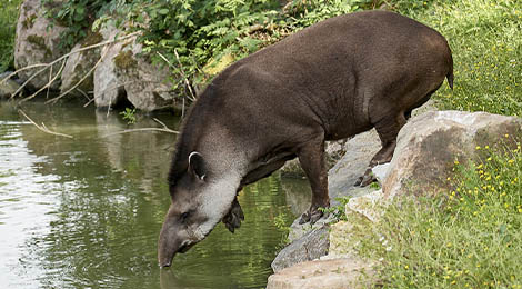 Tapir