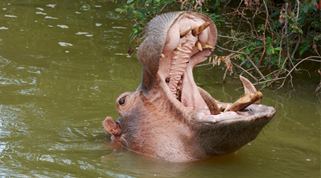 Nourrissage des hippopotames