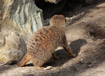 Un suricate entrant dans une grotte au zoo Le PAL