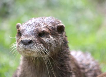 Gros plan sur une loutre d'Asie au parc animalier Le PAL