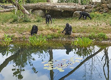 Quatre chimpanzé au parc animalier Le PAL