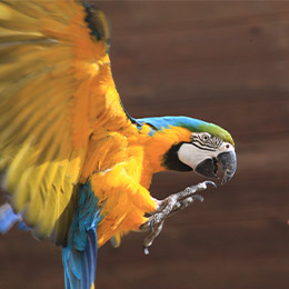 Un ara bleu en vol au parc animalier Le PAL