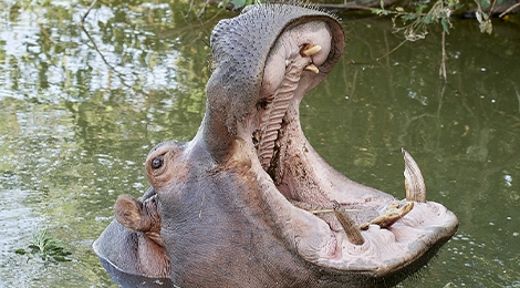 Hippopotamus