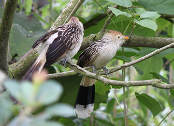 Deux  Guira Cantara dans un arbre au parc animalier Le PAL